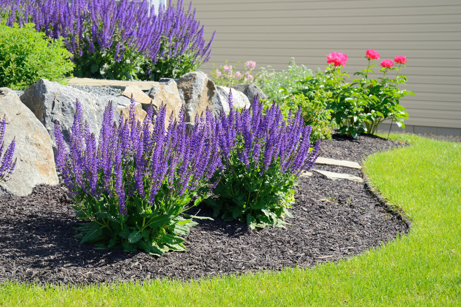 https://www.flowers.com/blog/wp content/uploads///russian sage flowers