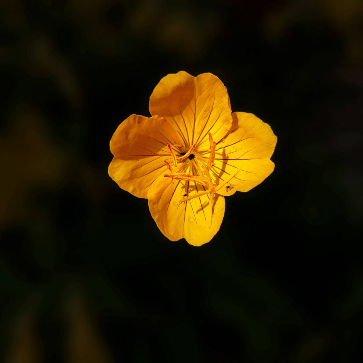 https://www.flowers.com/blog/wp content/uploads///Common Evening Primrose scaled