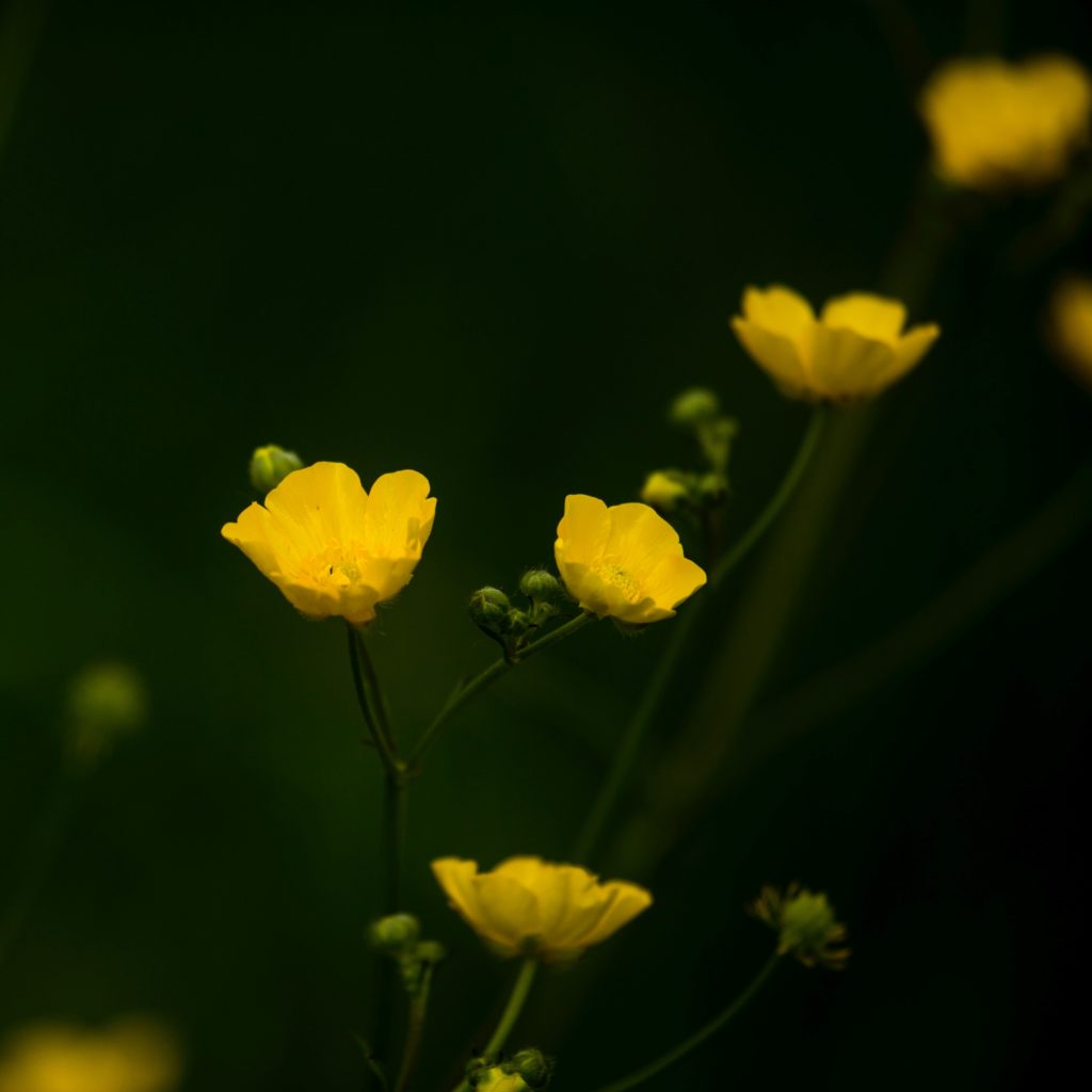 https://www.flowers.com/blog/wp content/uploads///Creeping Buttercups x
