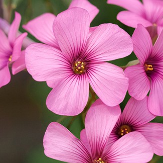 https://www.flowers.com/blog/wp content/uploads///corniculata s